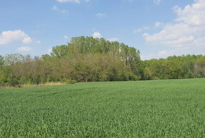Teren agricol intravilan de 16872 mp, în Butimanu - 7