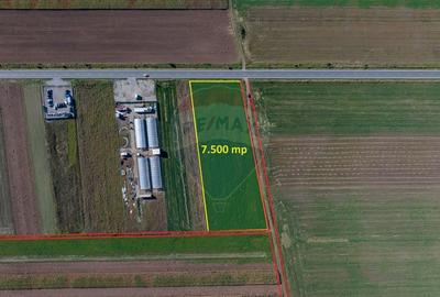 Teren 7,500mp Tarlungeni / Strada Zizinului - 8