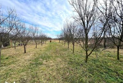 Casă cu 3 camere cu Teren 1850 Mp în Odoreu - 7