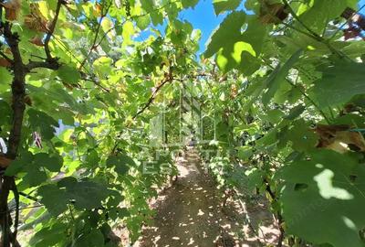 Cabana cu 3 camere, 392 mp teren, 3 Insule - 3