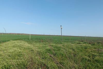 Teren agricol extravilan de 500 mp, în Costinești - 1