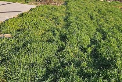 Casă cu 3 camere în Lăstuni - 1