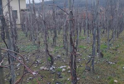 20.500 E Tautii Magherausi 5 ari jumate loc perfect de casa,toate utilitatile - 2