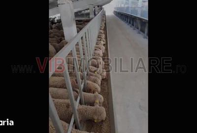 Spațiu comercial, de 25,000 mp, în Chiscani - 6