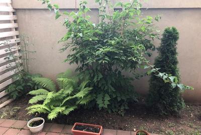 Garsonieră în Roșu - 1