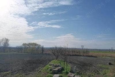 Casă cu 3 camere cu Teren 2800 Mp în Tarcea - 6