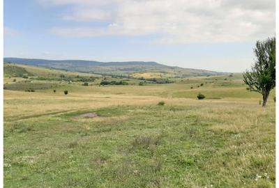 Teren Sercaia  250 ha - 4