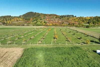 Teren intravilan de 13965 mp, în Aușeu - 9