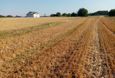 Teren de 5800 mp, în Ghimpați - 3