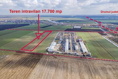 Teren intravilan Belciugatele*300 m de DJ503*Linie de tensiune medie*