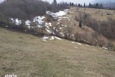 Teren de 19000 mp, în Moieciu - 7