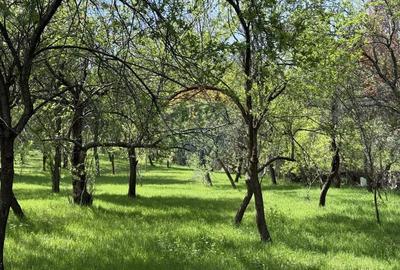 Casă individuală cu 5 camere cu Teren 3056 Mp în Sud - 2