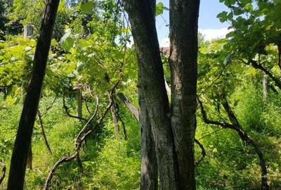 Casă cu 4 camere în Miluta - 8