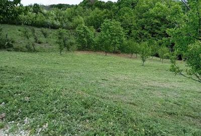 Teren de 1370 mp, în Băbana - 1