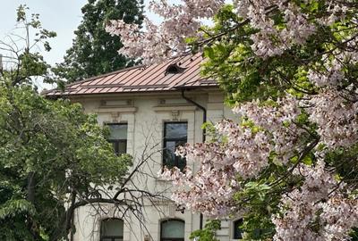 Vila renovata integral cu 750 mp teren Gradina Icoanei - 1