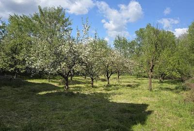 Casă cu Teren 5500 Mp în Central - 2