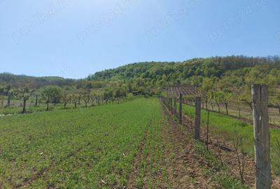 Teren de 76393 mp, în Vladimir - 7