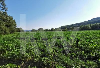 Teren extravilan arabil, 7500mp, Mohu-Bungard Teren extravilan arabil, 7500mp, Mohu-Bungard - 4