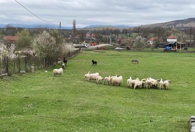 Densuș, casă de vânzare, pozitie extraordinara, 3000 mp teren - 5