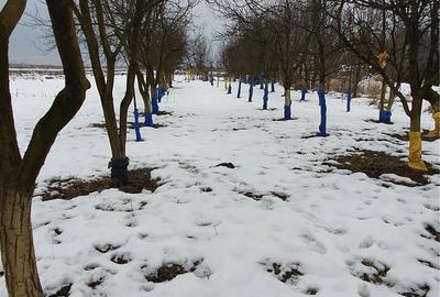 Teren de 2500 mp, în Careiului - 9