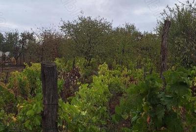 Casa de vanzare in Caracal, Olt Casa de vanzare in Caracal, Olt - 5