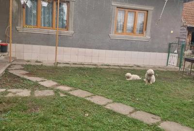 Casă cu Teren 2900 Mp în Țohești - 2