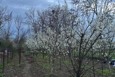 Casă individuală cu 3 camere cu Canalizare în Cornetu - 18
