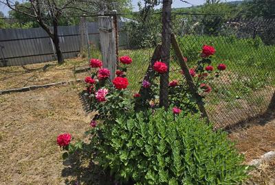 Casă cu 5 camere cu Teren 900 Mp în Jariștea - 10