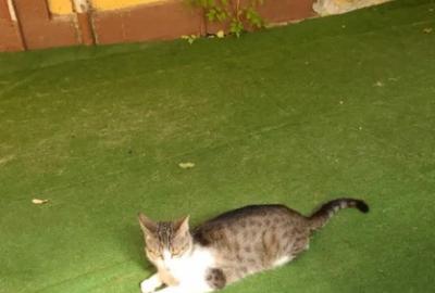 Garsonieră în Trivale - 3