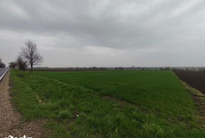 Teren de 6000 mp, în Horodnic - 1
