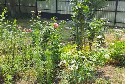 Casa 6camere ,plus teren 1800mp - 3