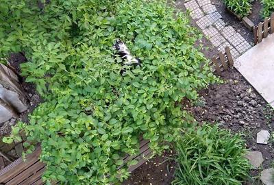 Apartament cu 2 camere semidecomandat în Albești - 3