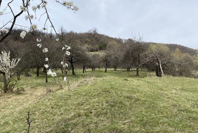 Teren de 22000 mp, în Corbi - 6