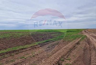 Teren de 56700 mp, în Mischii - 6