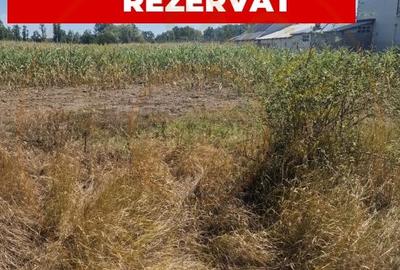 Teren Construcții de 3896 mp, în Moșoaia - 1