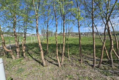 Teren Construcții intravilan de 1300 mp, în Curtișoara - 18