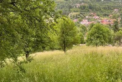 Teren intravilan 7426 mp de vanzare in Valea Doftanei utilitati la limita proprietatii - 5