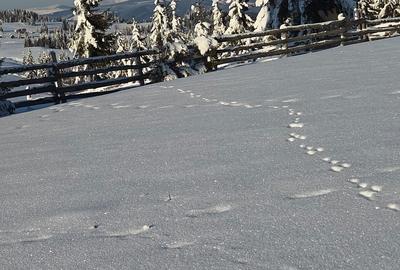 Spațiu comercial, în Mureșenii Bârgăului - 2