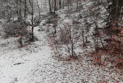 Teren de 4220 mp, în Bușteni - 1