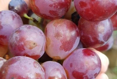 Teren Oradea 3.152 mp front 22.5 m str Fagetului - 2