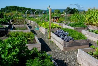 Gradina Urbana in Bucuresti, sect 3. Cultivi ce vrei TU. Bio, Eco. Loturi de 50 - 1