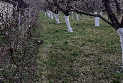 Spațiu comercial, în Orlat - 3