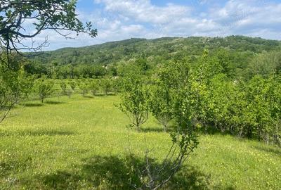 Teren de 5000 mp, în Schiulești