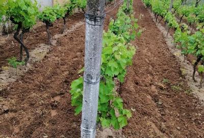 Casă cu 3 camere în Săbolciu - 3