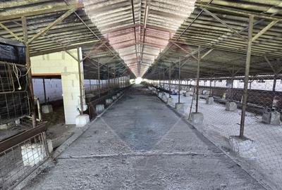 Ferma de vanzare  in Simeria - 7