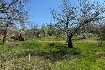 Casă cu Teren 2000 Mp în Valea Fetei - 6