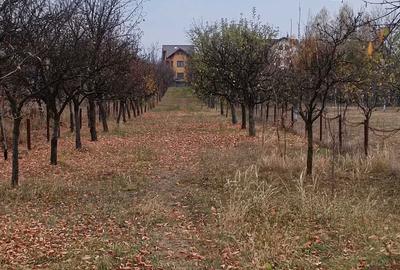 Teren de 1455 mp, în Păulești - 4