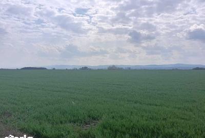 Teren de 6000 mp, în Săucești - 1