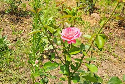 Casa 6camere ,plus teren 1800mp - 4