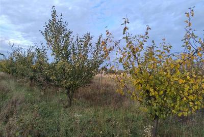 RECO Teren intravilan Miersig RECO Teren intravilan Miersig - 3